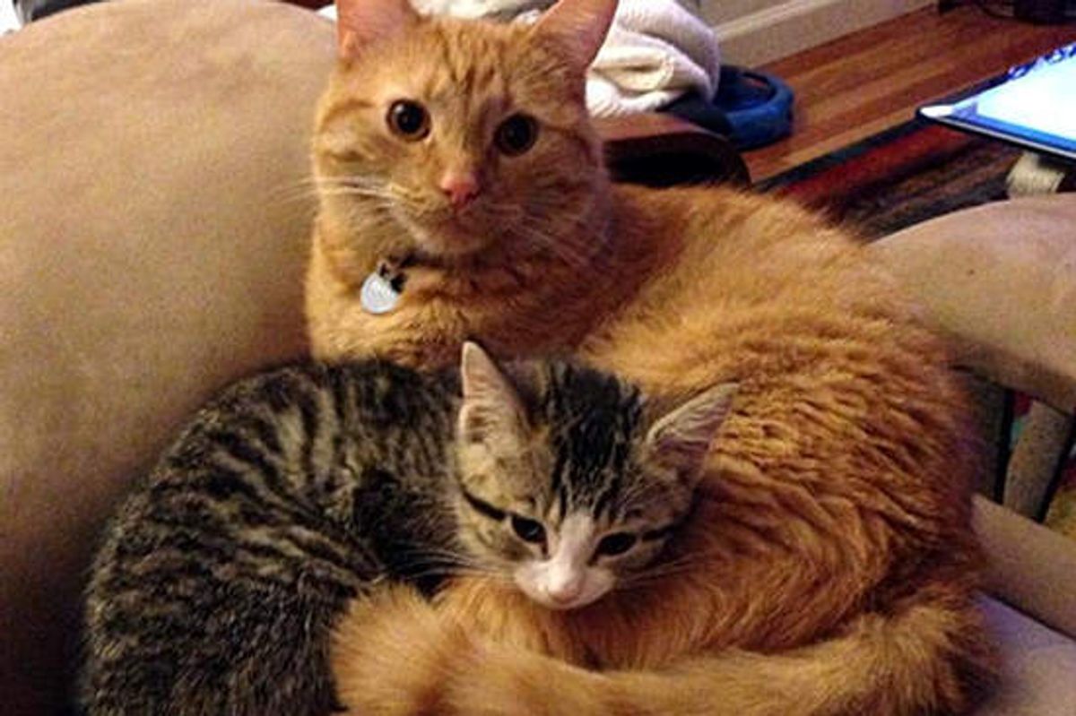 Miracle Kitten Finds New Protective Brother
