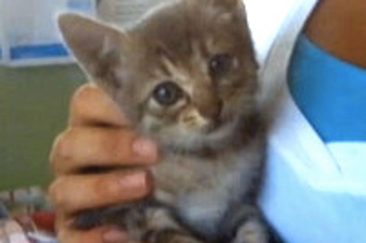 Three-week Old Kitten Survives 1,000 Mile Trip In Car's Engine