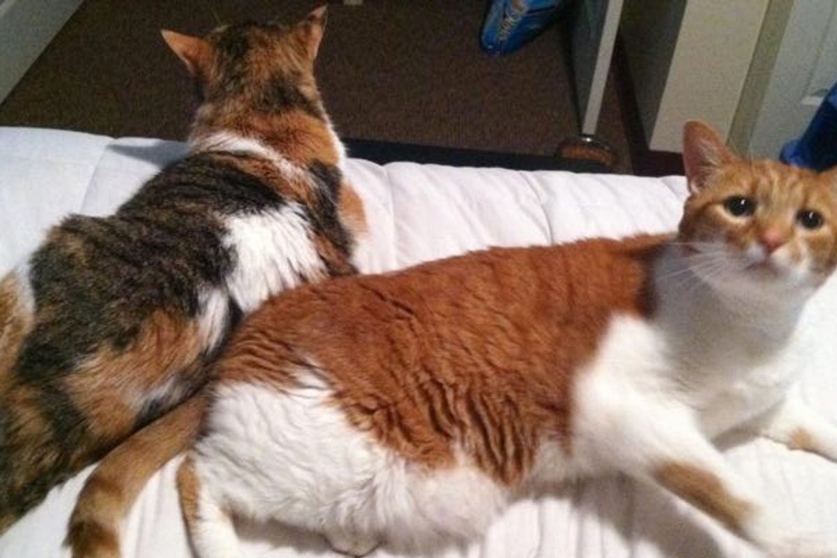 14 Year Old Brother and Sister Cats Leave Shelter for a Home Together!
