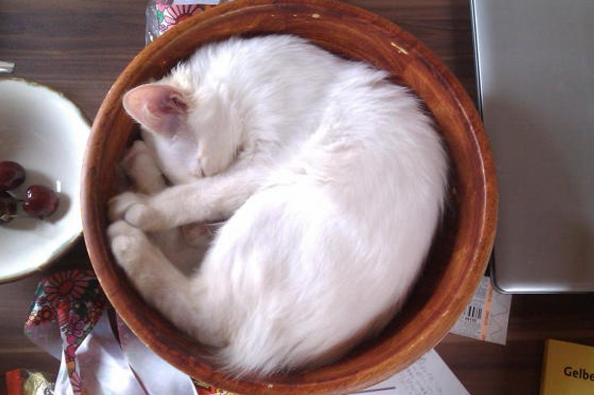 Kitty's Process Of Growth In A Bowl