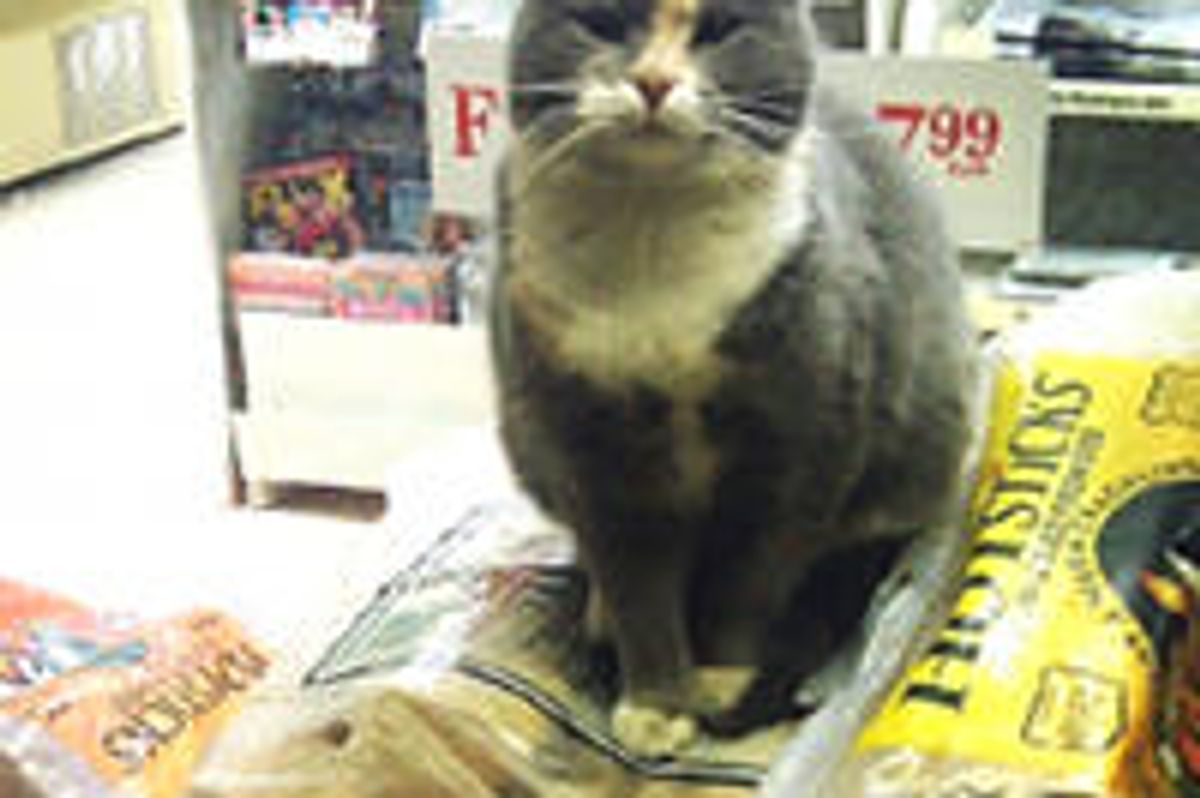 Stray Cat Finds Gas Station As Home