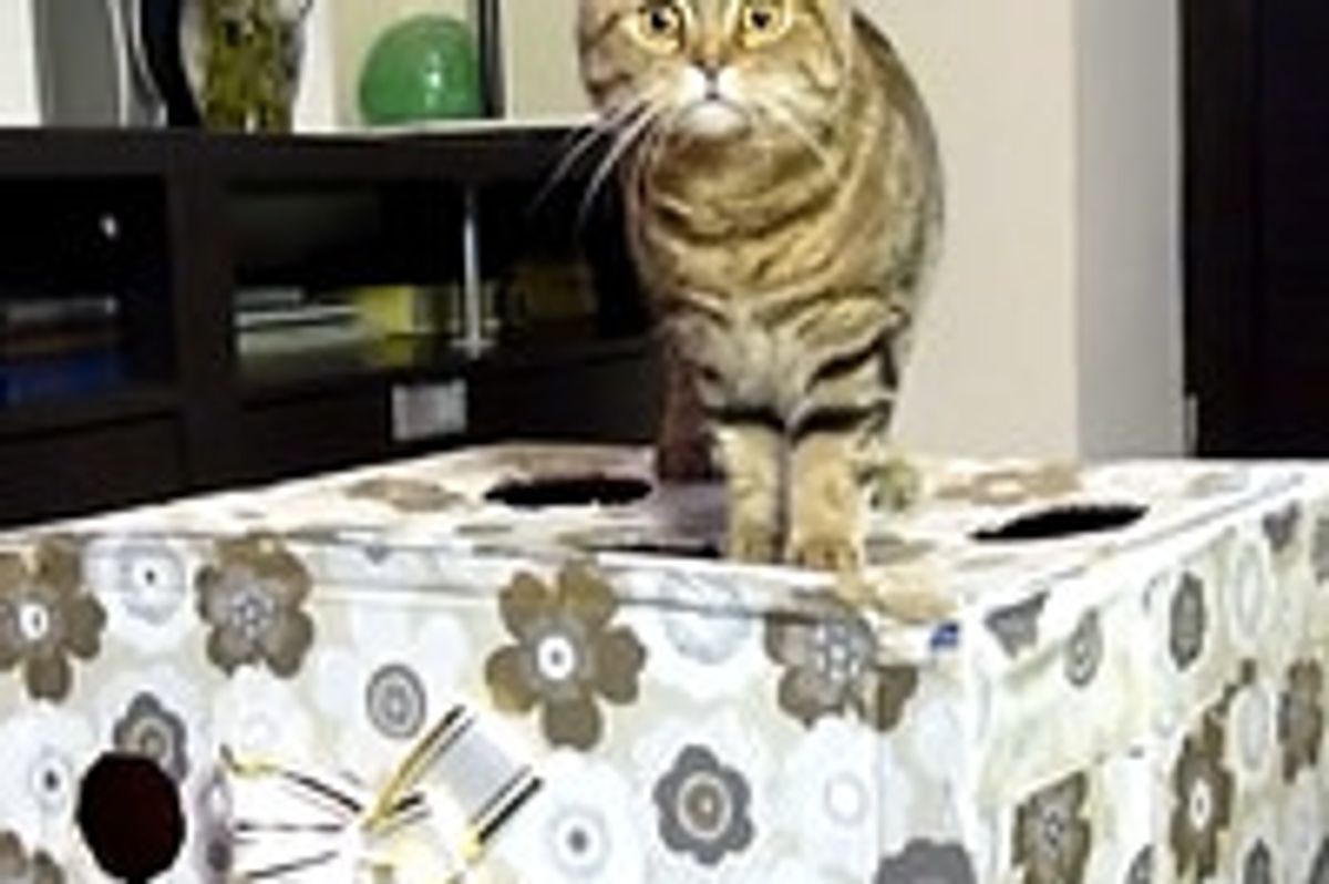 Kitties Diving In Gift Box