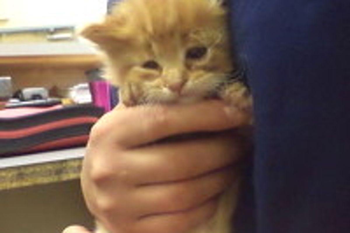 Tiny Ginger Stray Rescued, But Waits For Forever Home