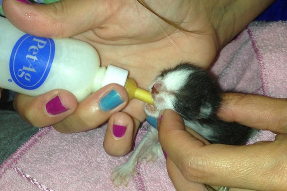 Day Old Kitten Finds Second Chance At Life