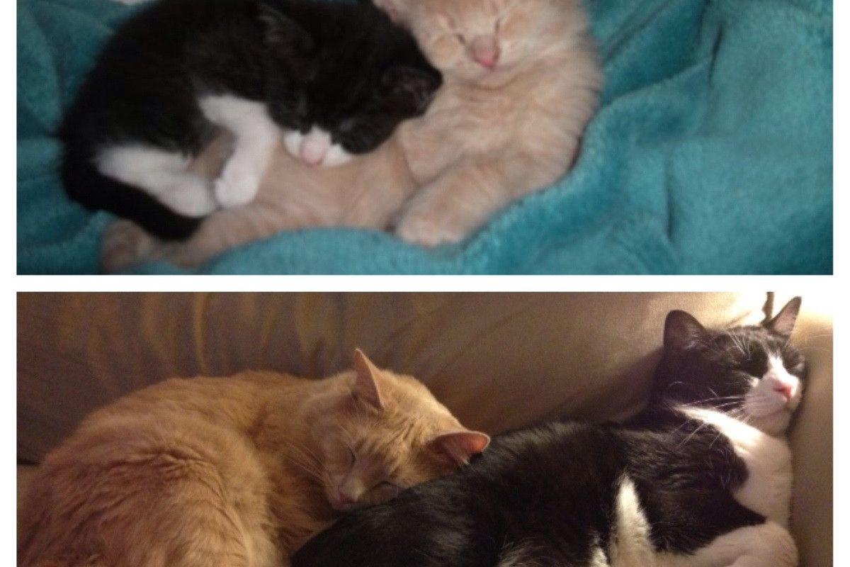 Cuddle Buddies For Life