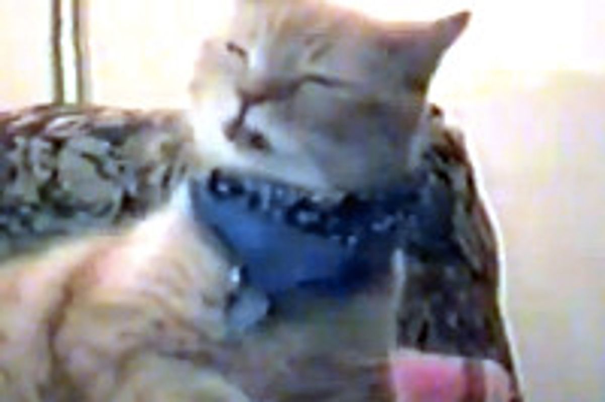 Cat Singing Old Time Rock N' Roll