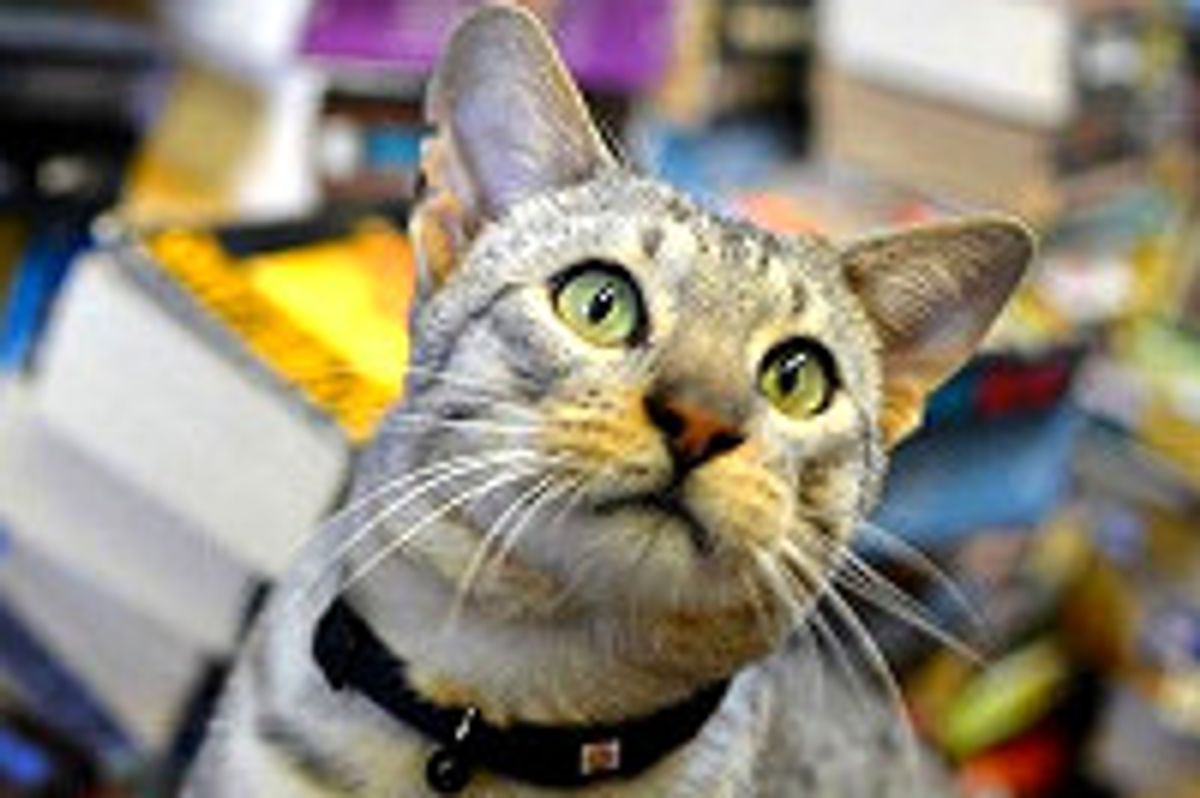 Dodger The Bookstore Cat