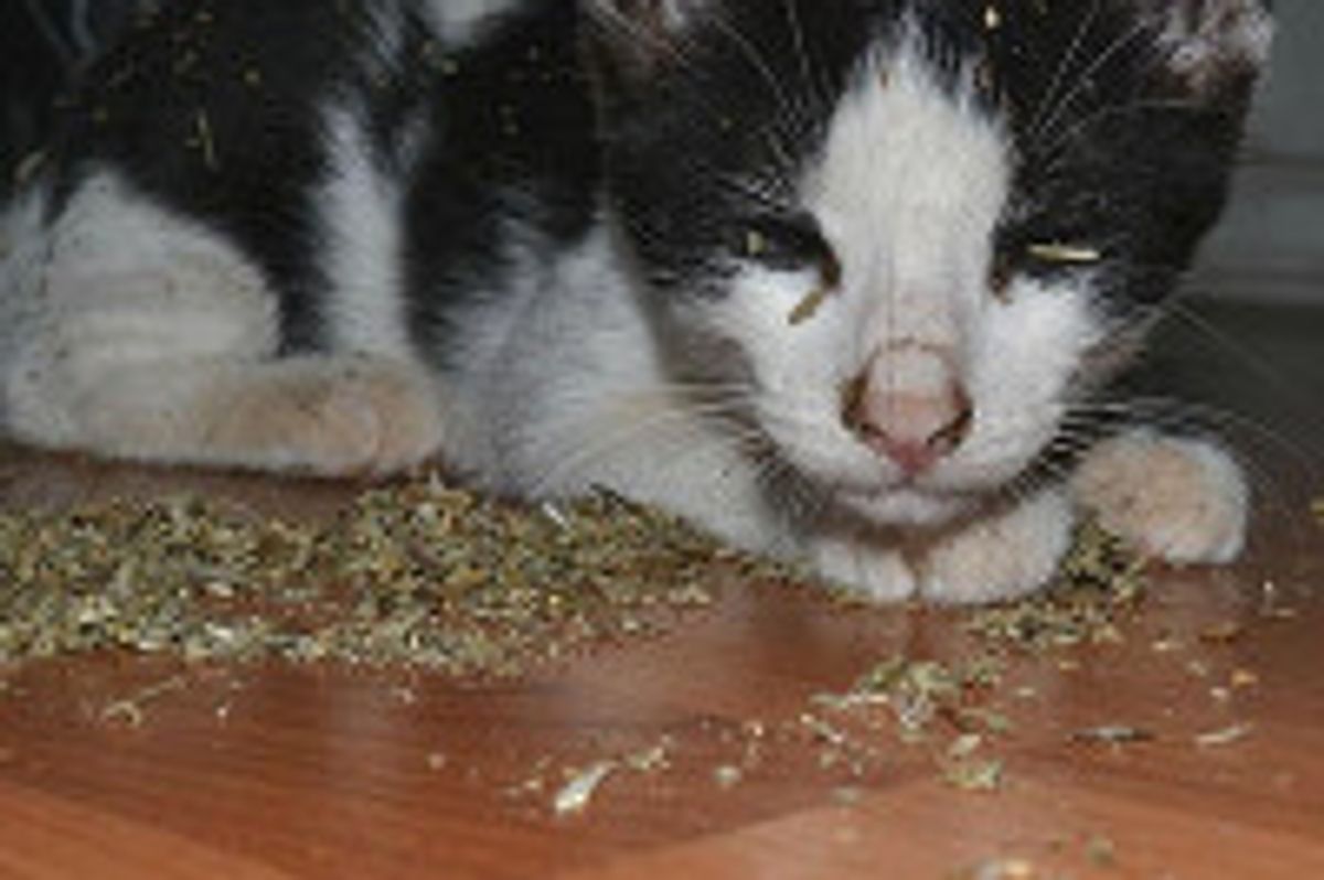 When Cat Finds Catnip While His Humans Are Out...