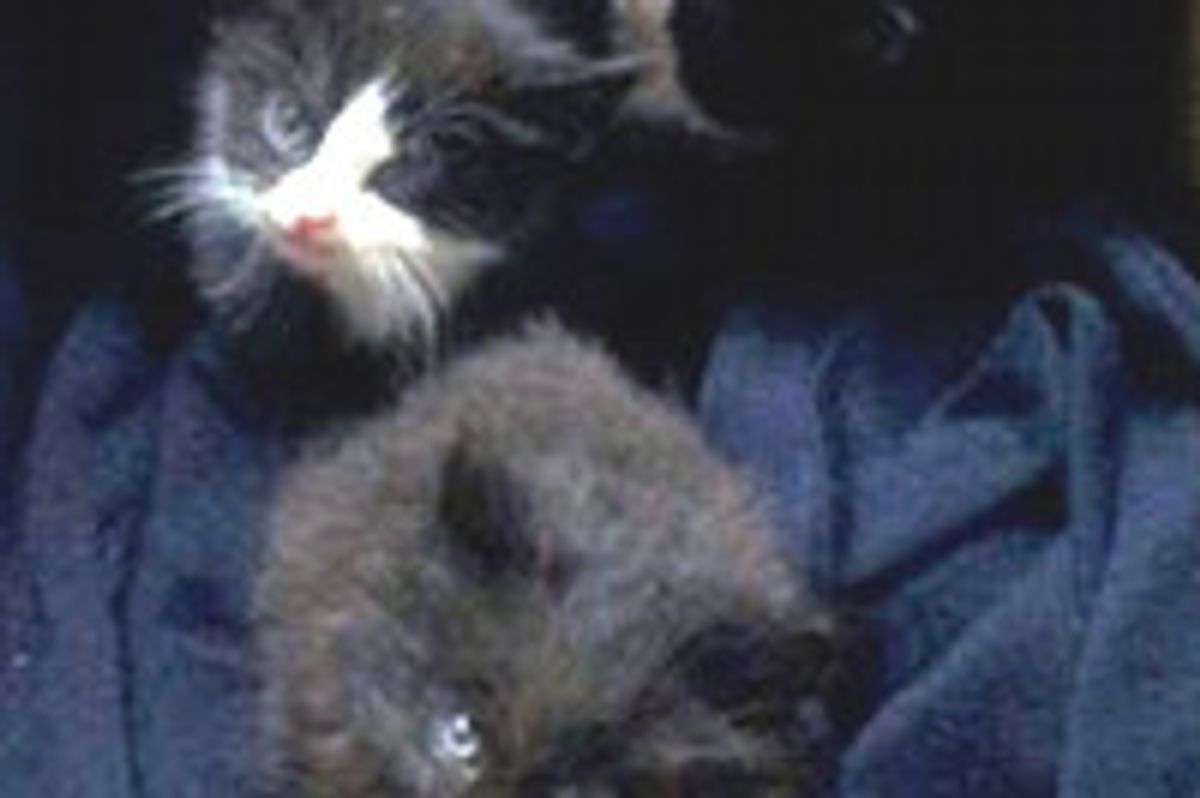Three Lucky Kittens Saved By Landfill Workers