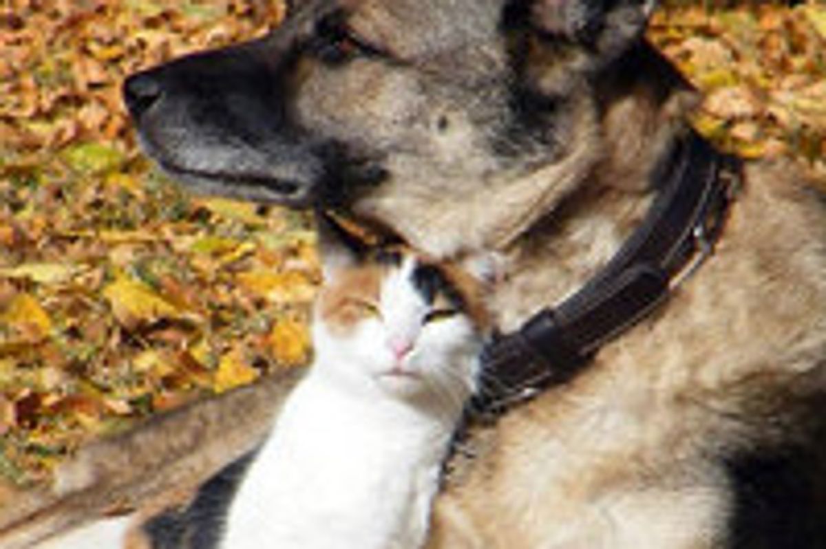 Calico Cat And Her Personal Guard Dog