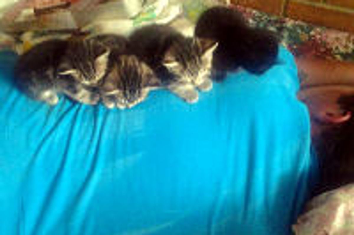 Kittens' New 'Momma'