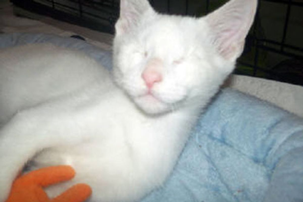 Smudge The Blind Cat, Journey To Permanent Home