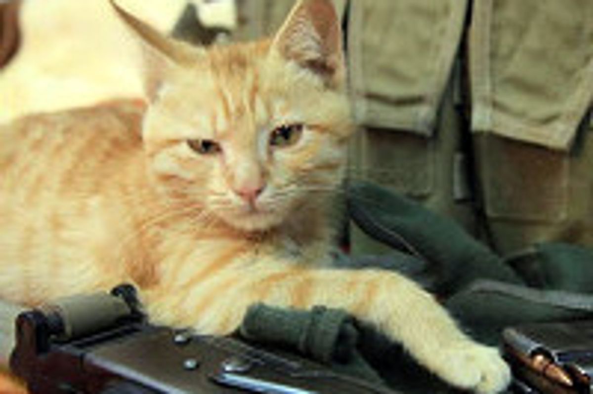 Rescue Afghan Kitten On His Way To His New Home