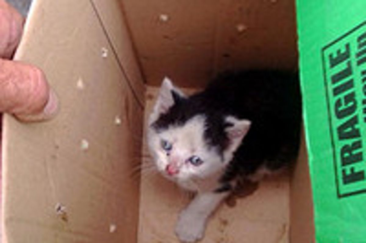Dash The Kitten Rescued From Dashboard Of Van