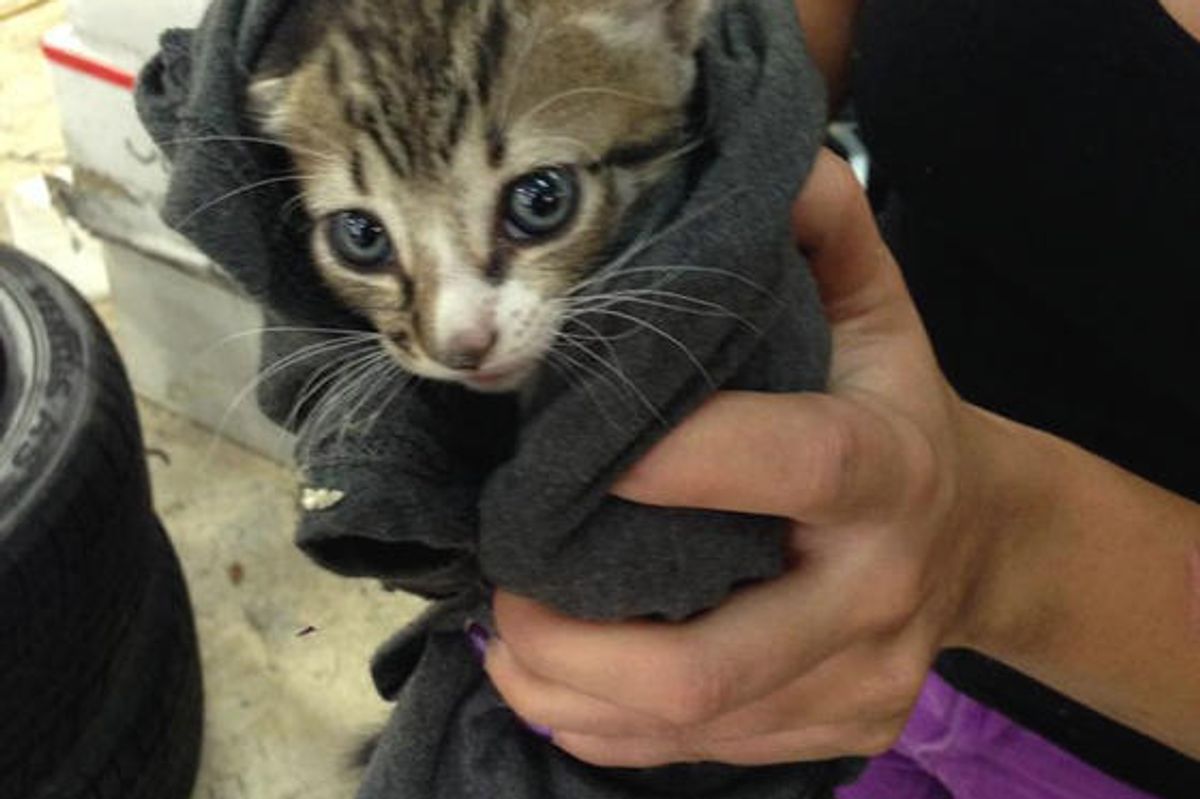 Tiny Kitten Strays Into Shop, Found Under Stack Of Tires