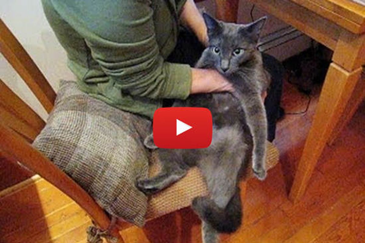 A Ridiculously Sweet Cat