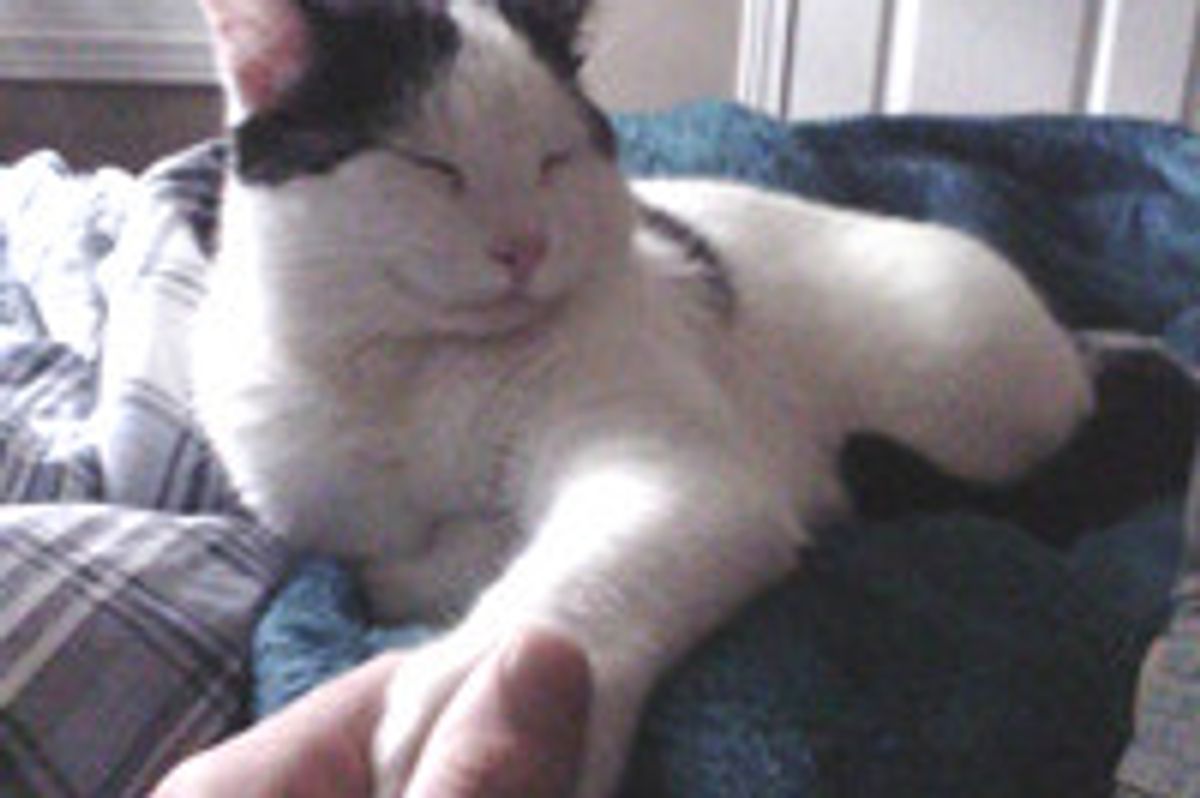 Chuvalo The Hemingway Cat With Opposable Thumbs