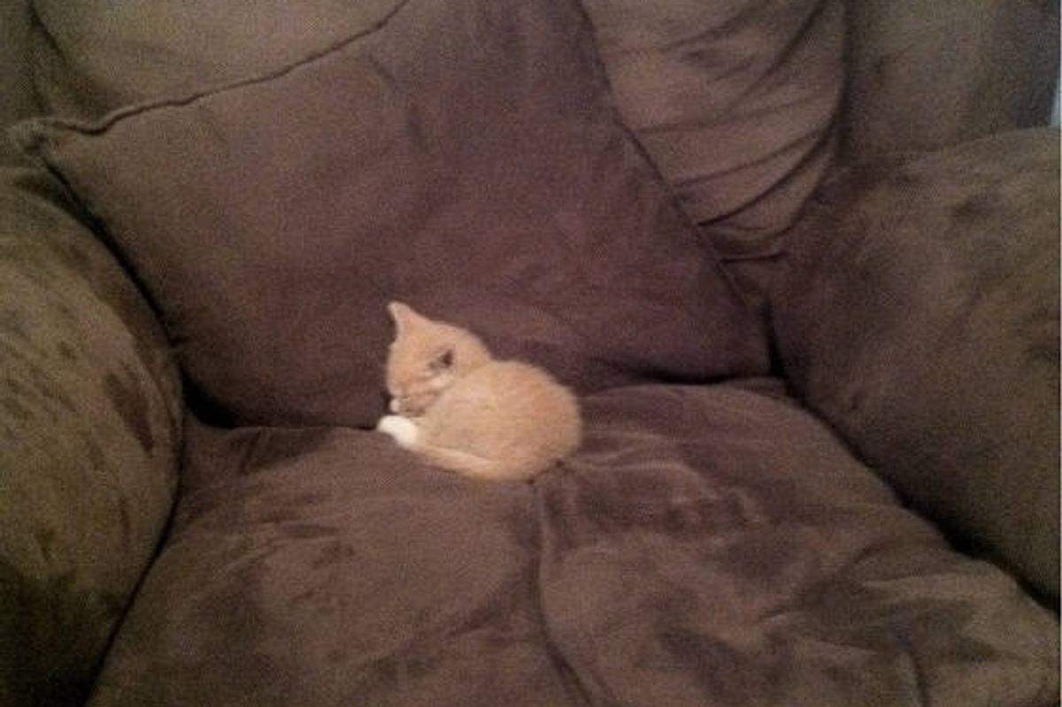 Tiny Kitten Claims His Chair In New Home