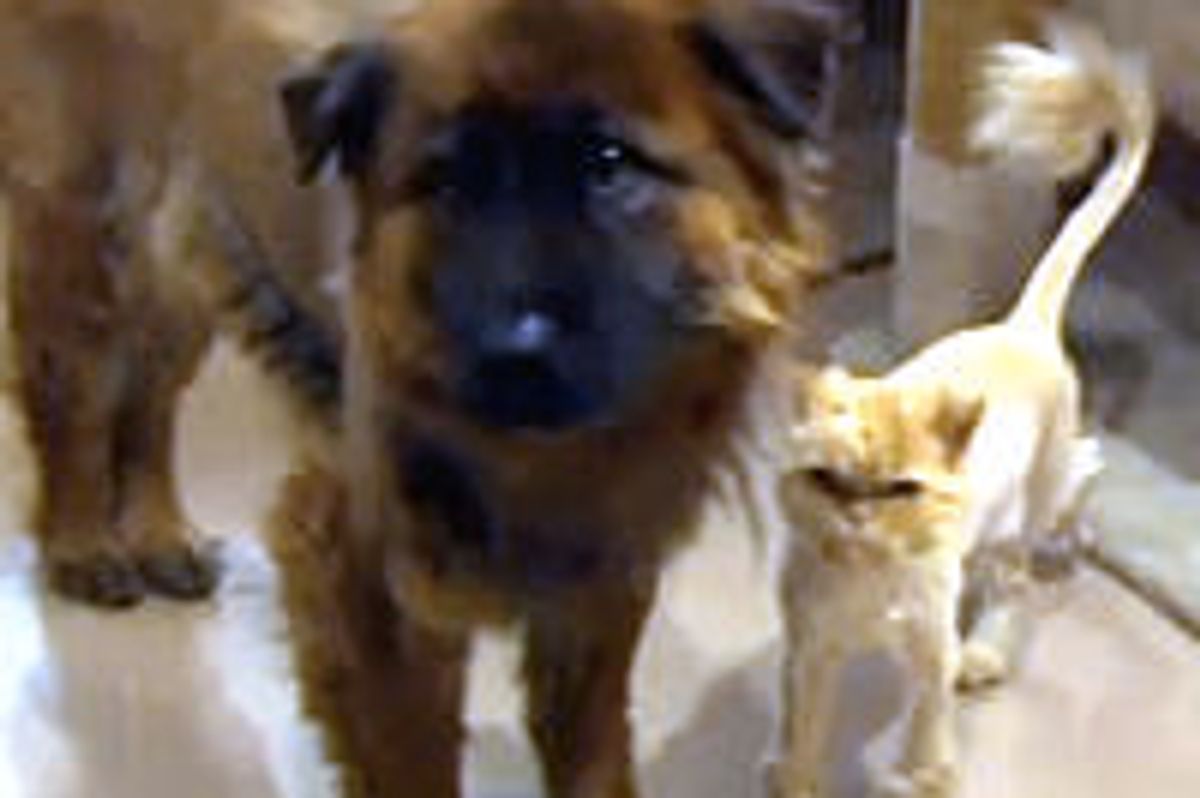 Senior Cat And Dog Lived Together Their Entire Lives, Looking For Home