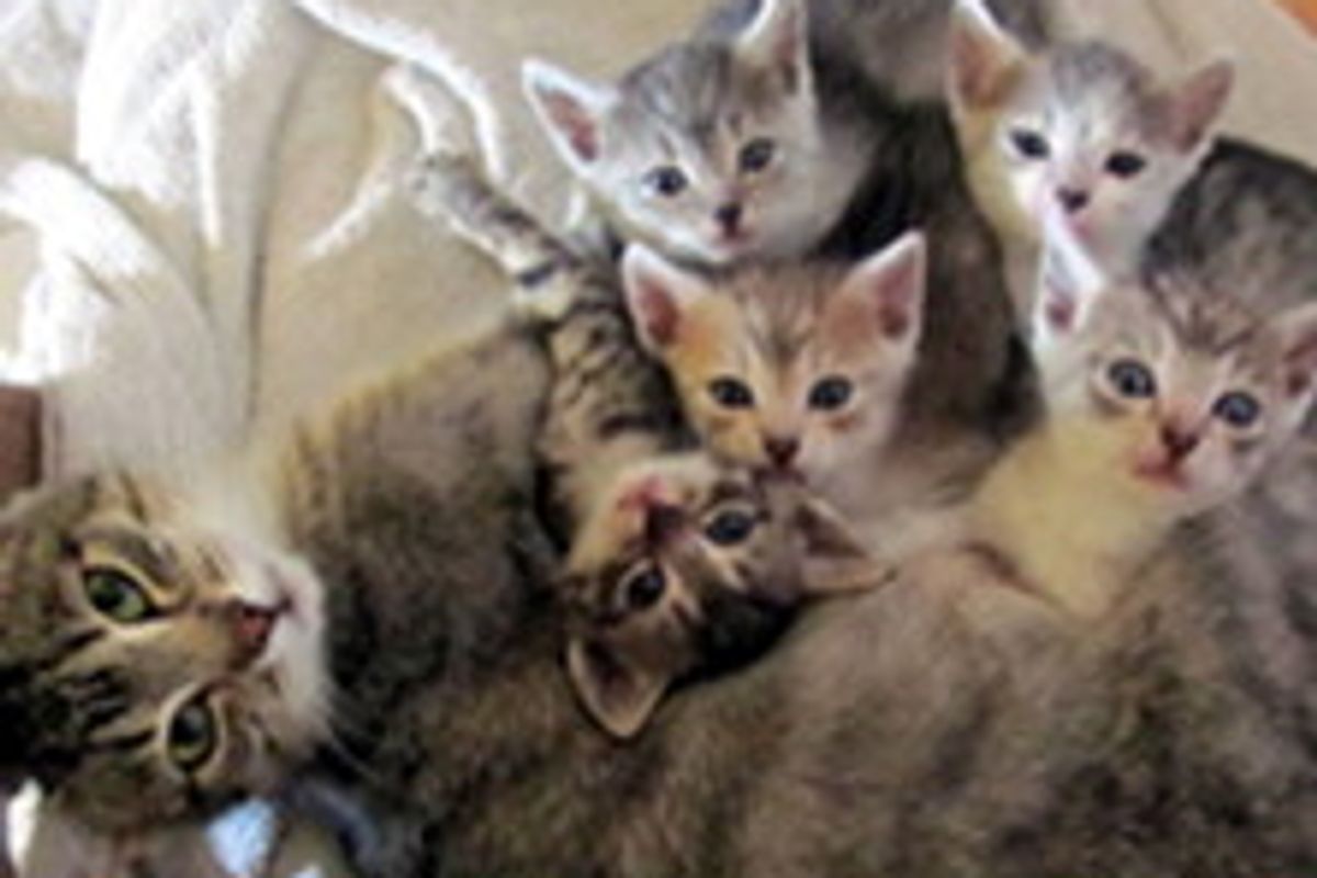 Cat Brings Surprise of Five Little Ones
