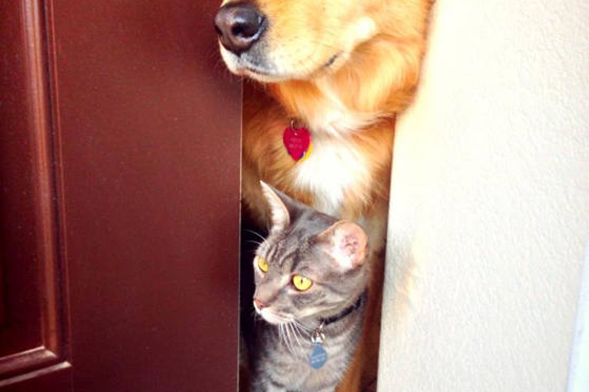 Feral Kitten Bonds With Dog: Inseparable Friends