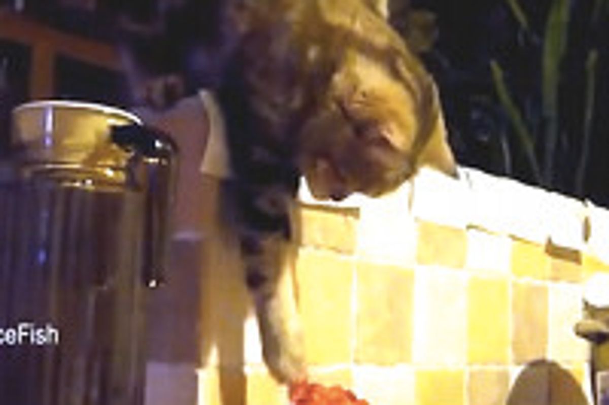 Cat Steals Food At Night