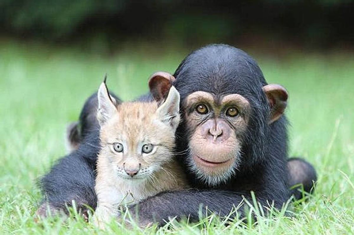 Wildcat Lynx and Chimpanzee Become Best Of Friends