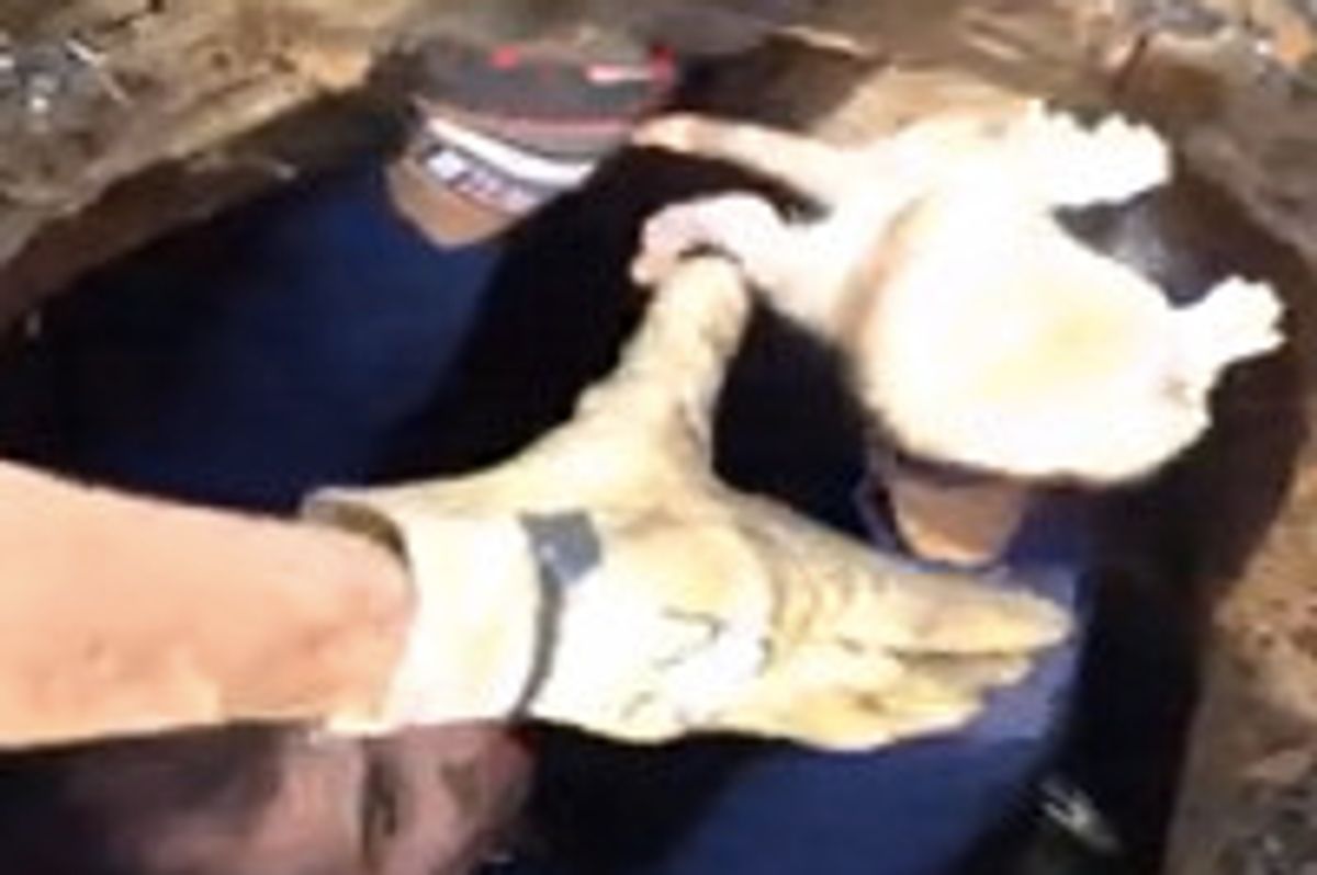 Firefighters Rescue Kitten From Storm Drain