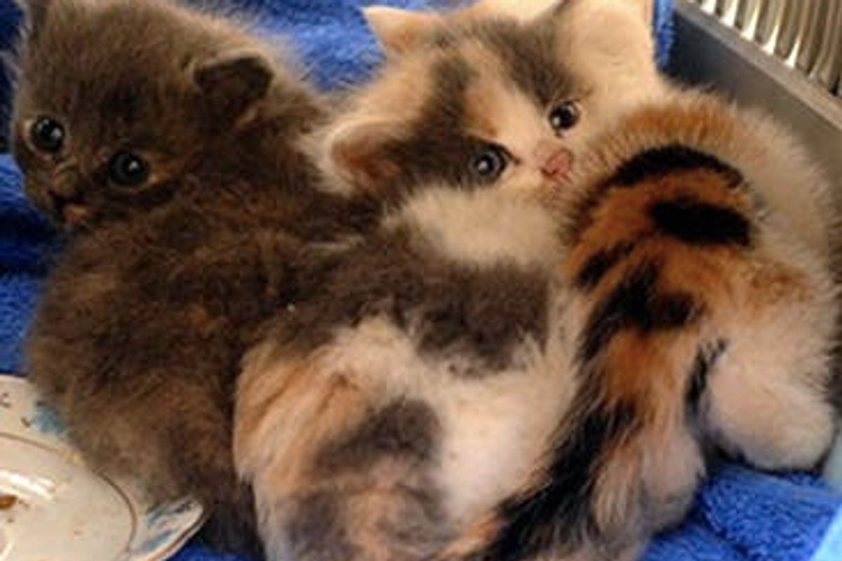 Three Kittens Found On Railway Tracks Saved By Courageous Woman