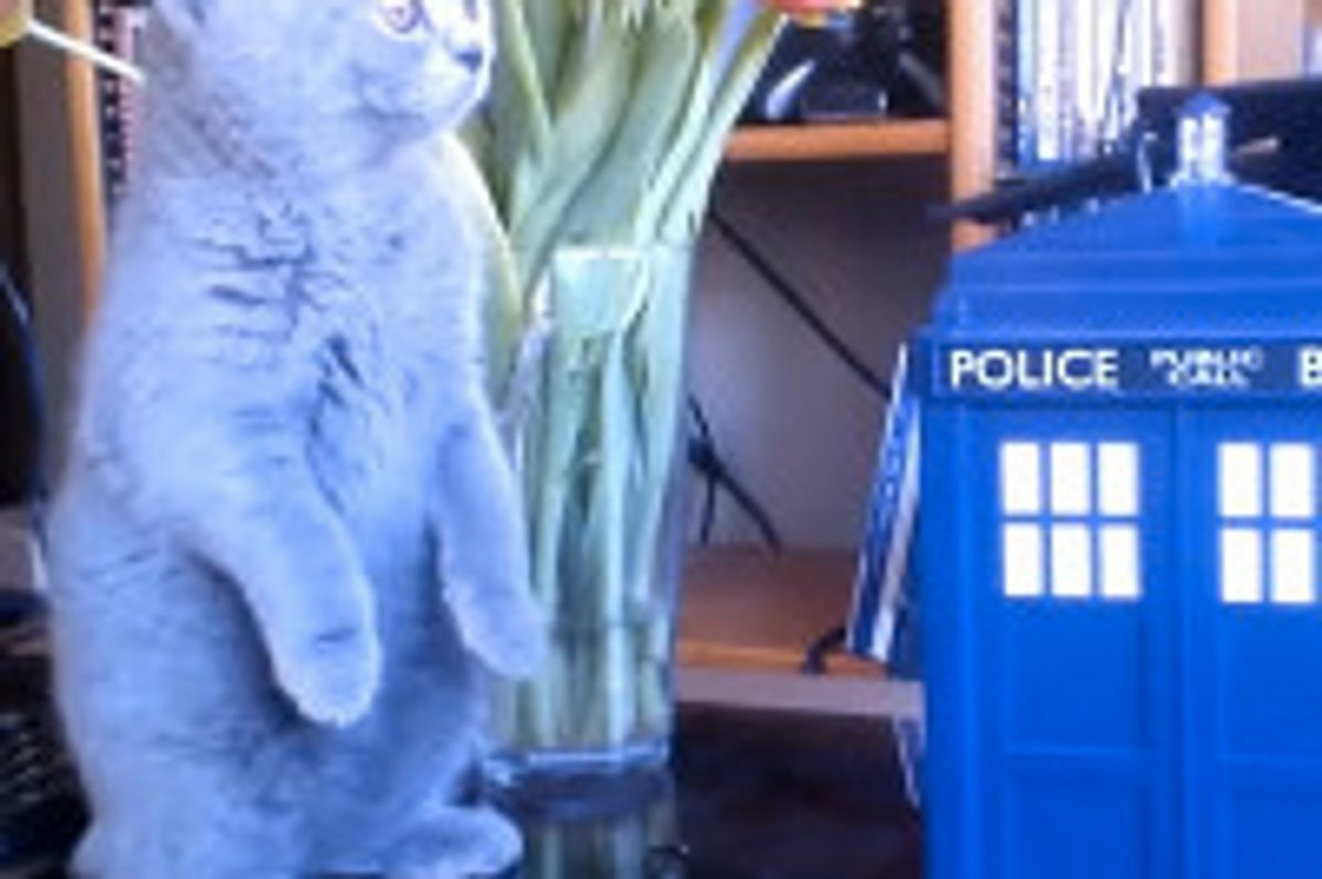 Ursus the British Shorthair Is Introduced To The TARDIS