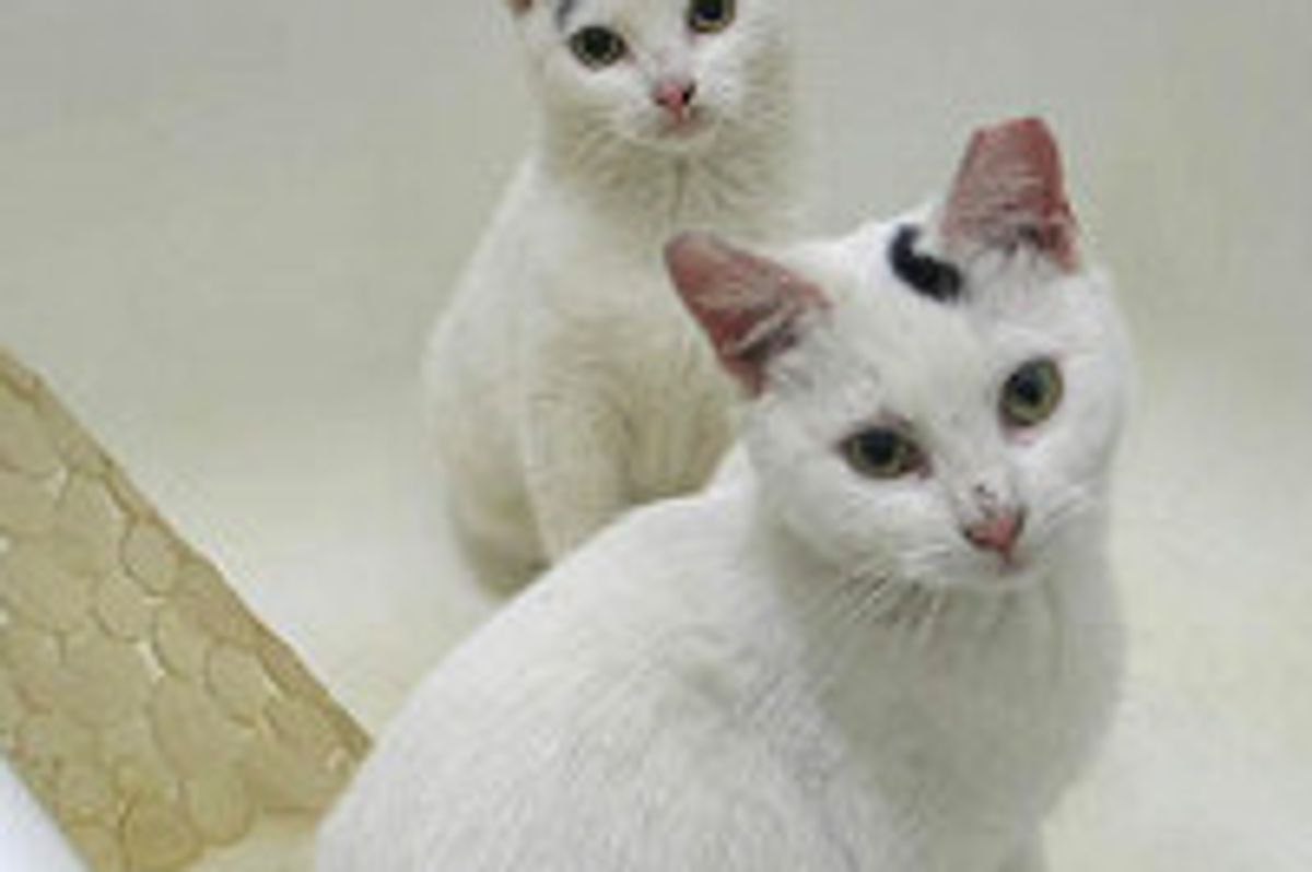 Brother Cats With Punctuation Marks On Their Heads