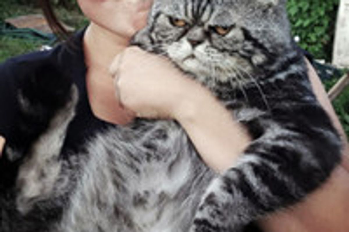 Pupsik The Cat With A Grumpy Face