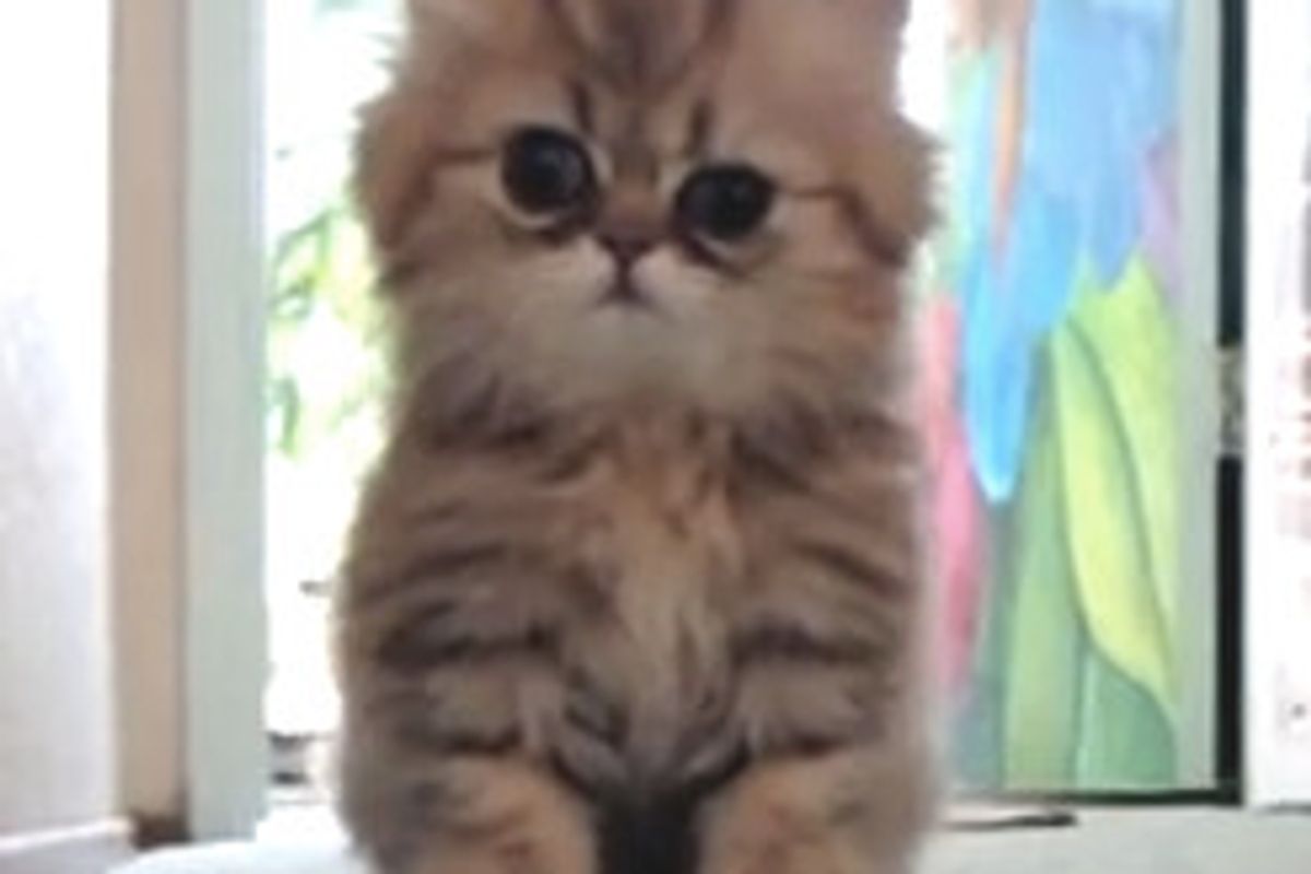 Playful Persian Kitten: Cute Attack!