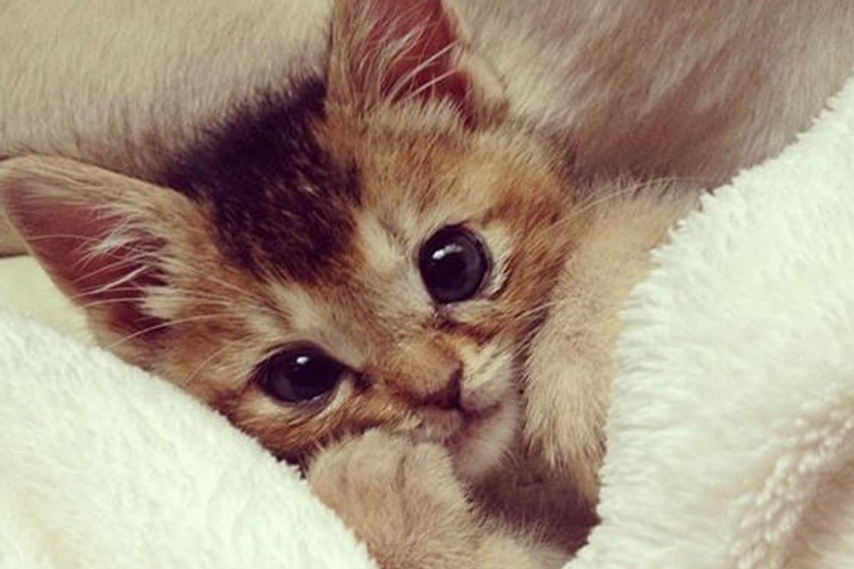 Tiny Rescue Kitten Made Amazing Recovery