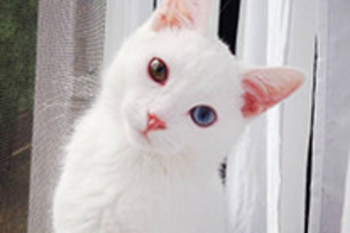 Sparrow The Odd Eyed Kitty