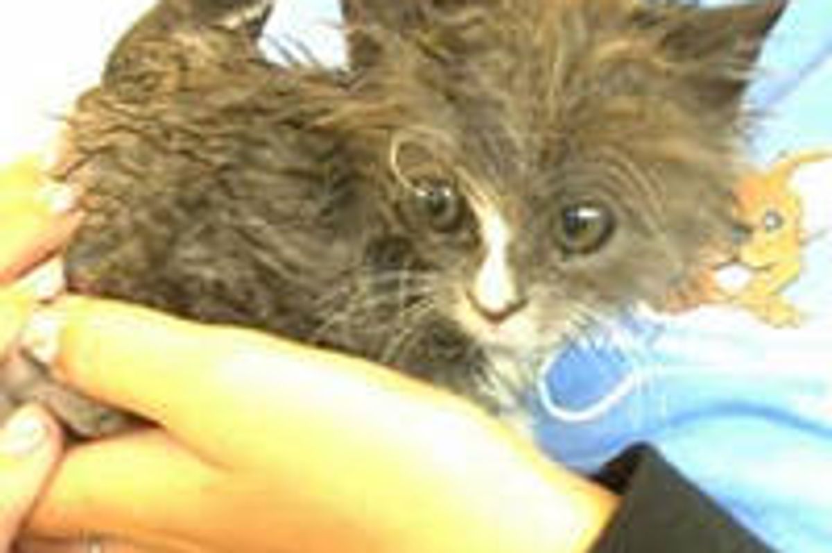 Woman's Dogs Lead Her To Kitten In Trash Can