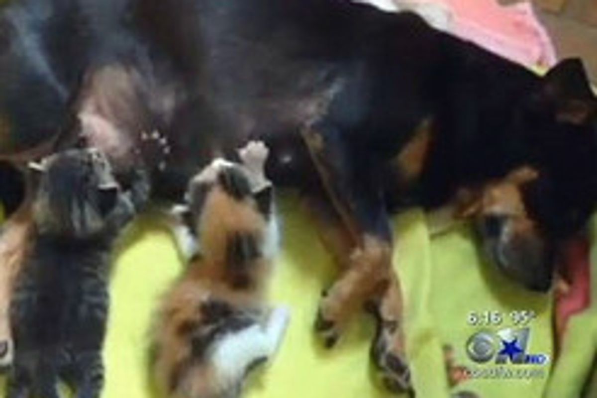 Shelter Finds Abandoned Chihuahua Nursing Her Adopted Kittens