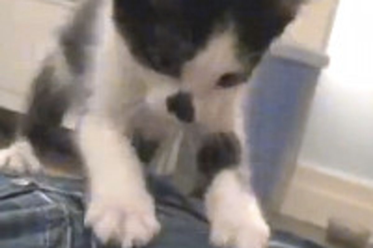 How To Get Your Cat To Stop Scratching Furniture