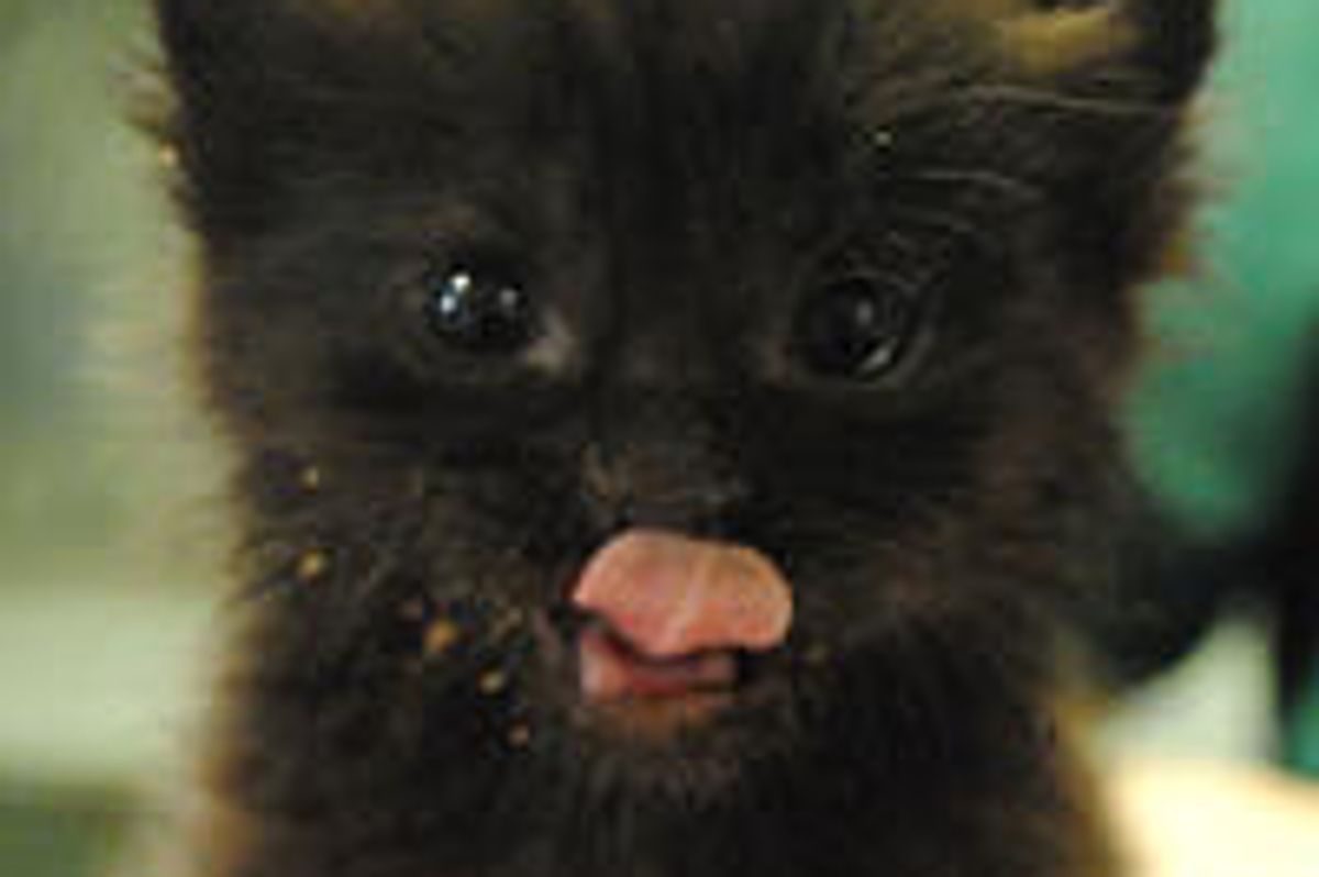 Baby Kitten Rescued On London Underground Train
