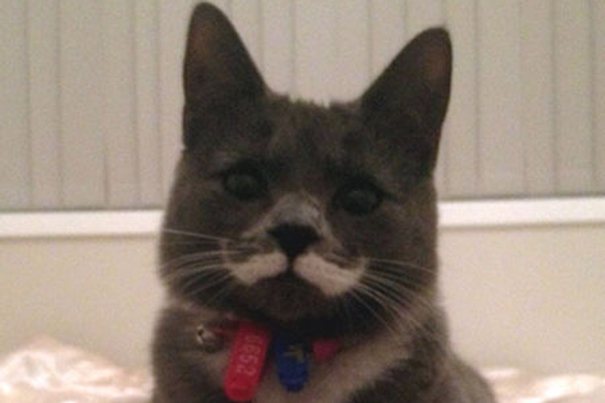 Mustache Kitty Finds Forever Home