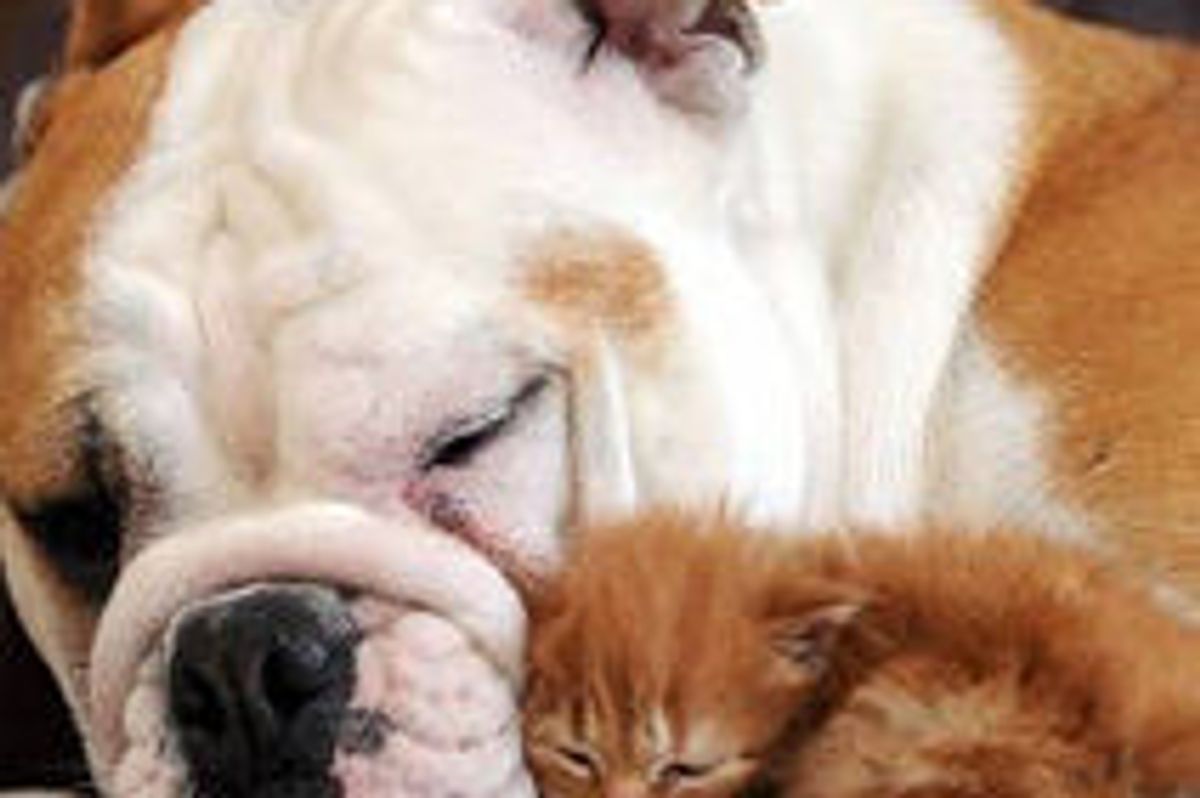 Orphaned Kitten Adopted By Bulldog