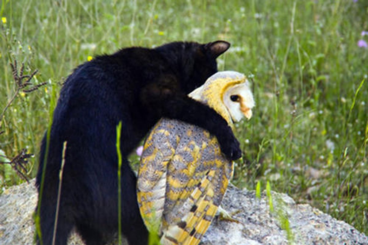 Cat and Owl - Best Friends