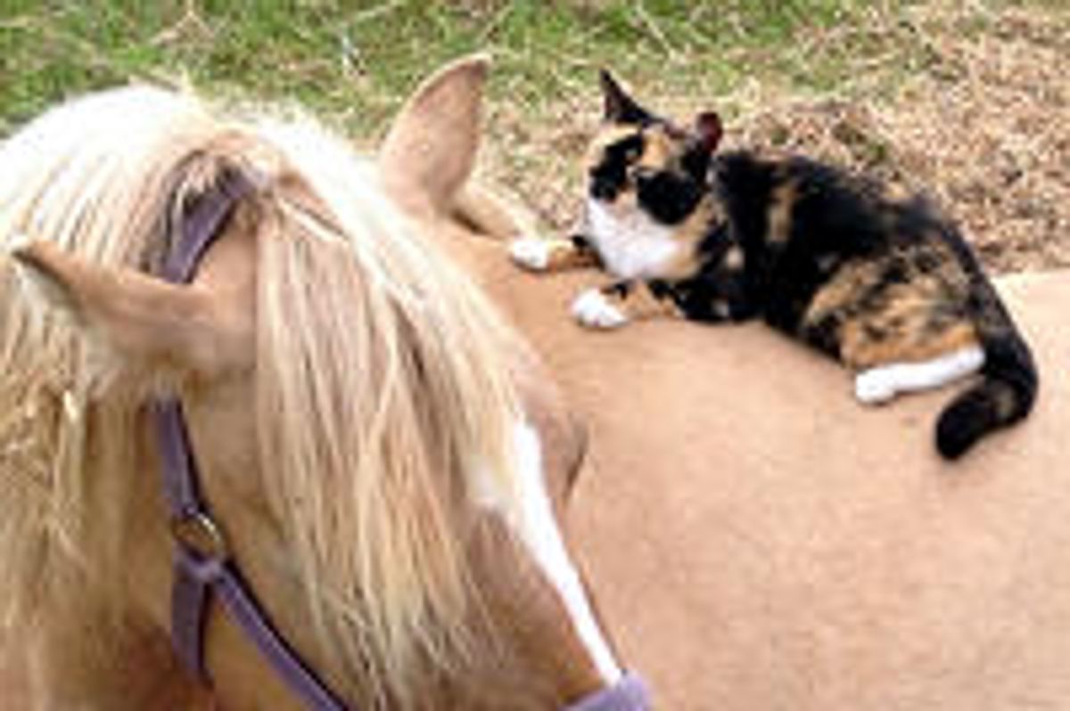 Cat Loves Horses
