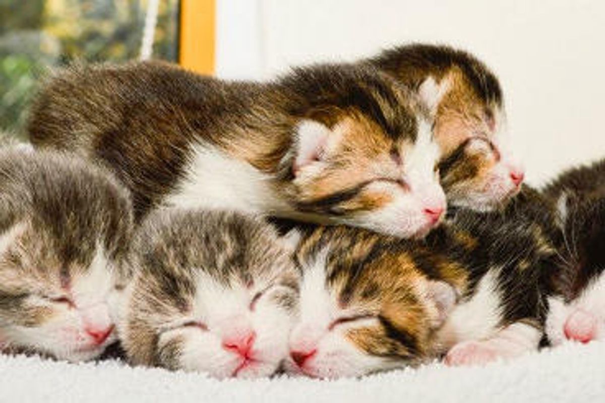 Kittens Born In Prison: Then & Now