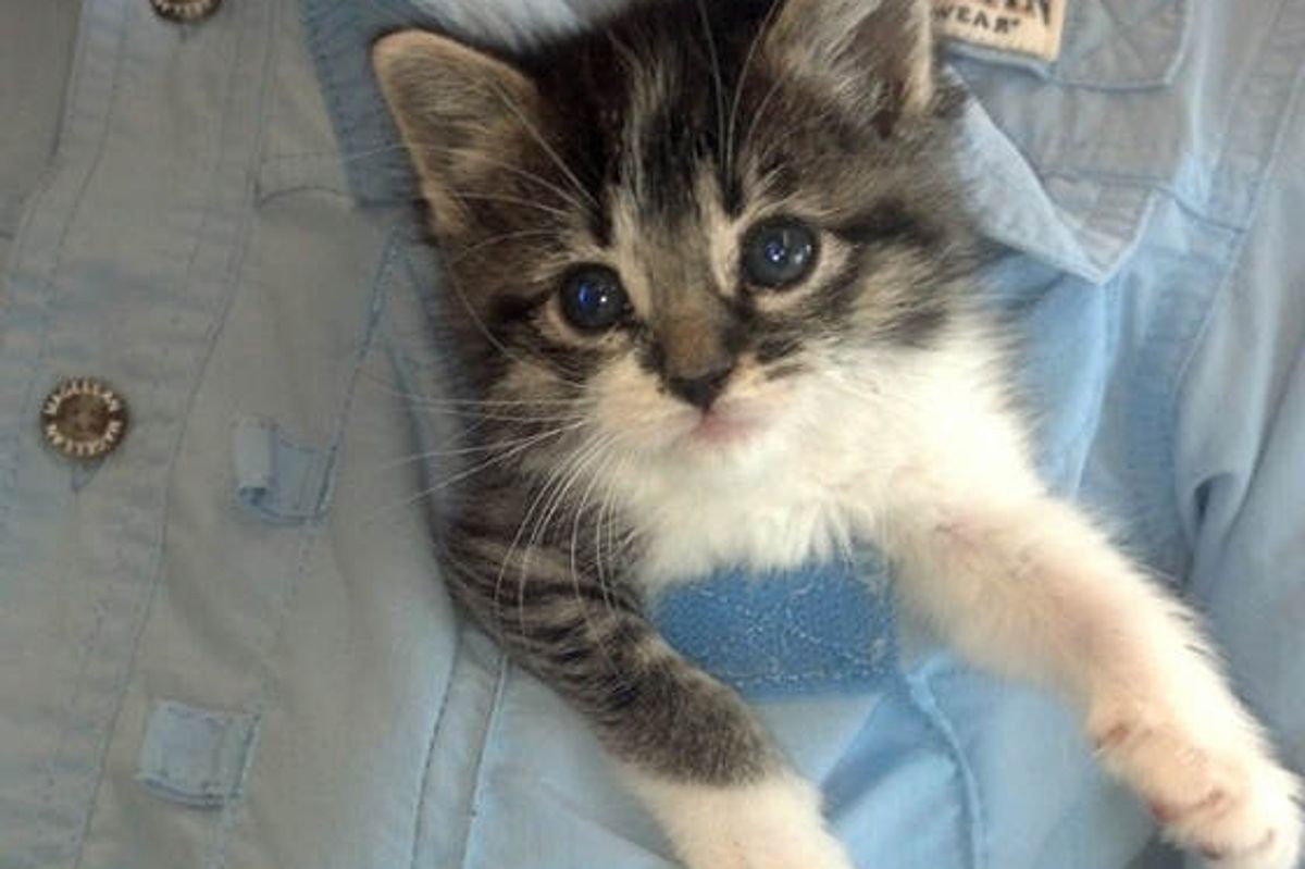 Tiny Kitten Came To Work