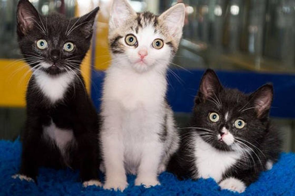 Three Kittens Found Inside Tied Trash Bag