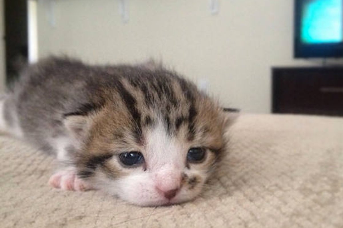 A Couple Adopt A Stray Cat But End Up With Five