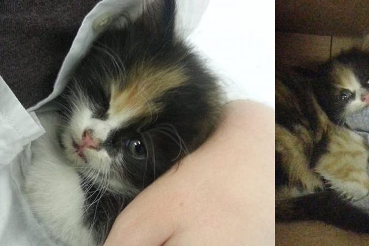 Calico Kitten from the Moment Of Her Rescue to Now