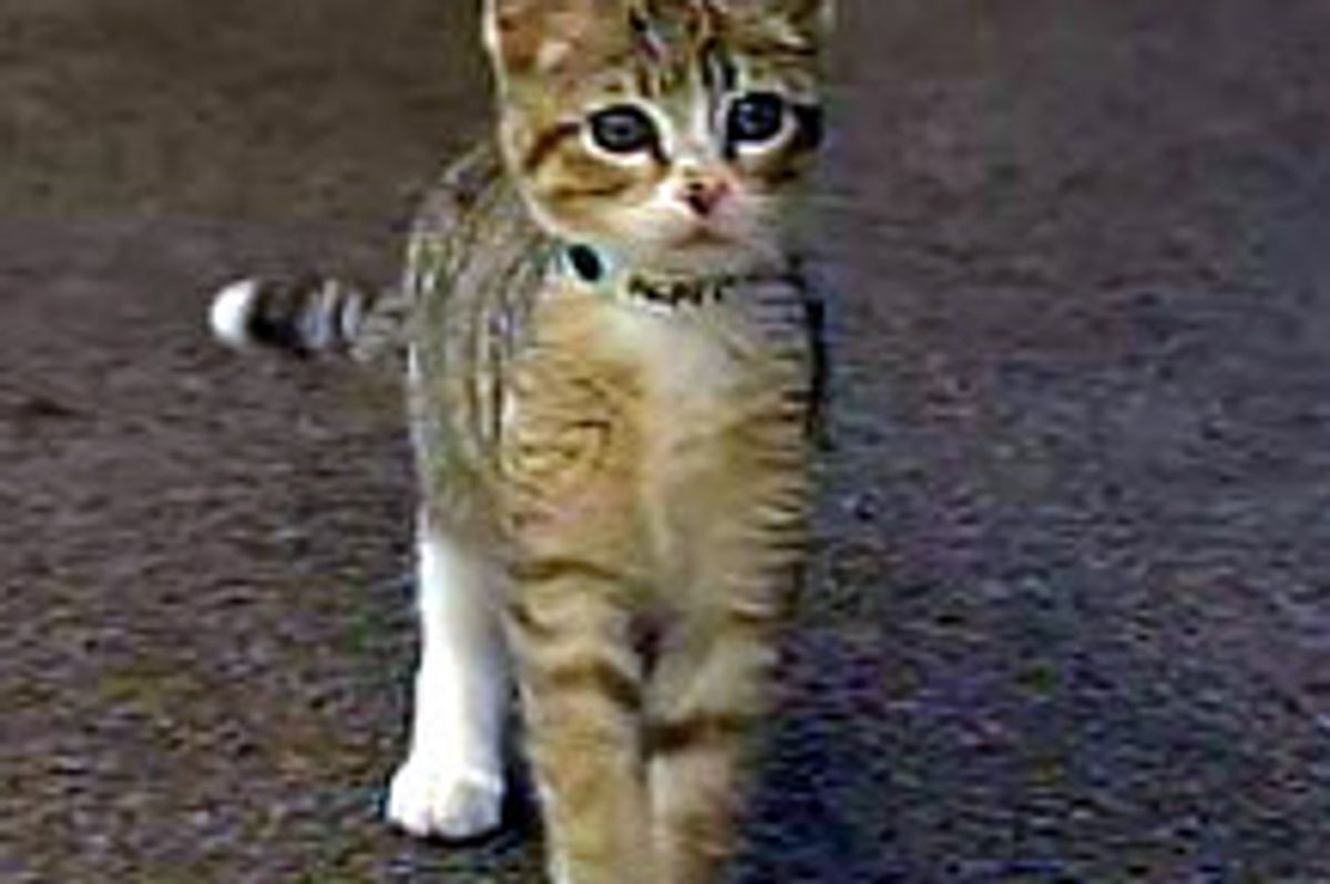 Kitten Meows For Help At Yarnell Hill Fire