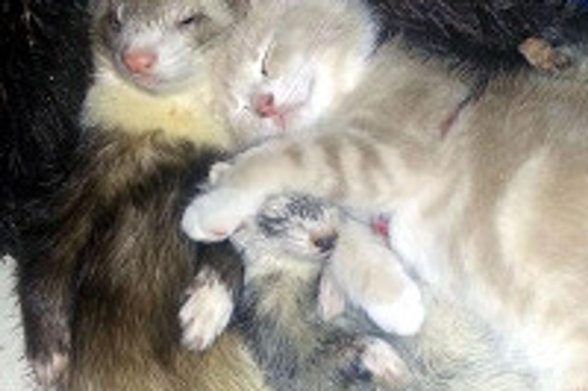 Kitten Loves His Ferrets